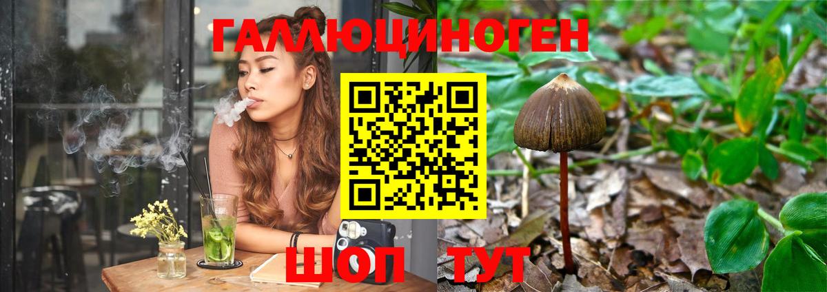 Псилоцибиновые грибы Psilocybine cubensis Фрязино